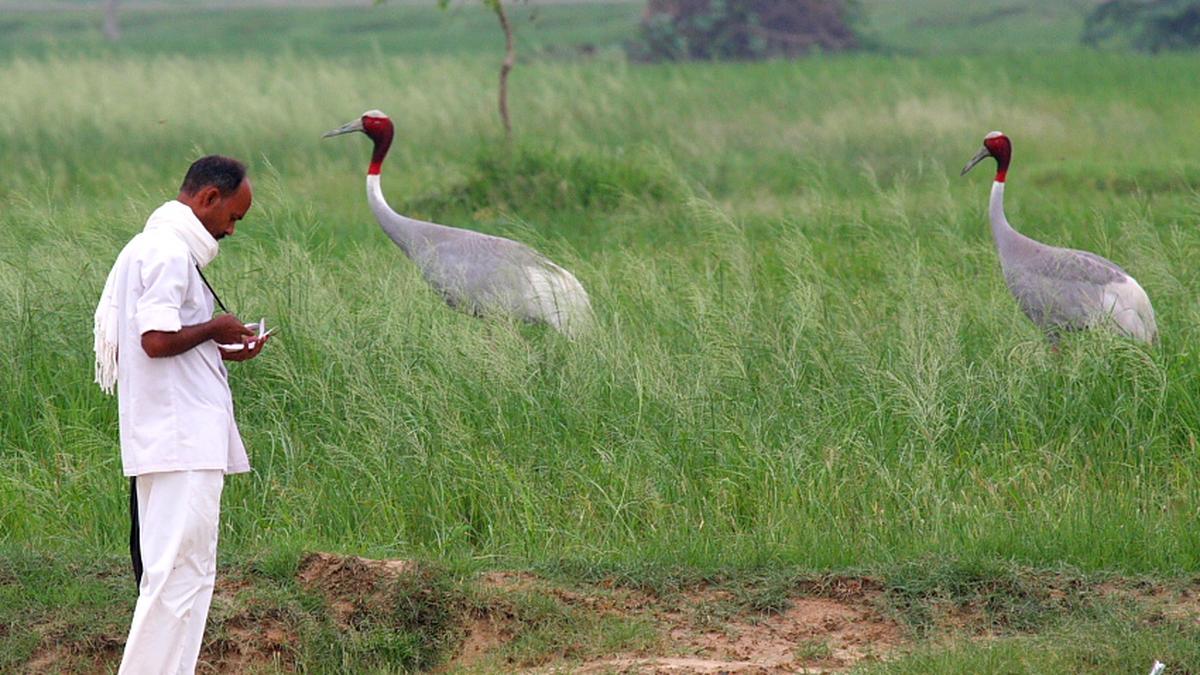 ‘Bengaluru used to be a magical city for urban ecology, but not anymore’